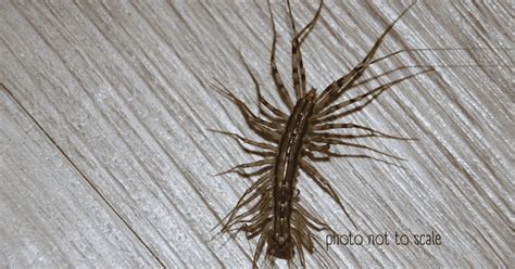 basement bugs identification