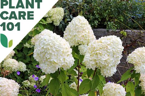 basic hydrangea care