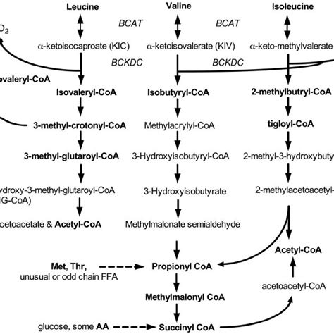 Basic Walkthrough Of Bcaa S Metabolism