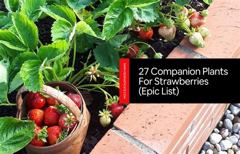 basil and strawberry companion planting