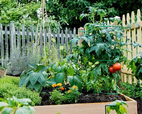 basil and tomato companion planting