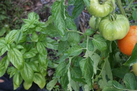 basil and tomato plants together