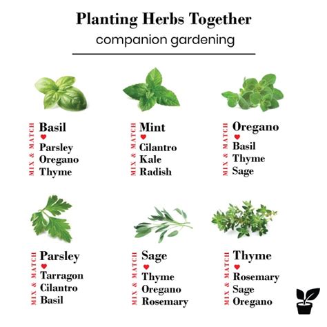 The Power of Basil: Why it Makes a Great Companion Plant