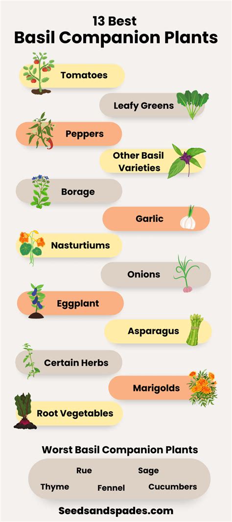basil companion plants