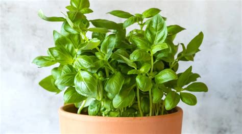 basil in containers