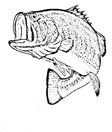 bass fish coloring pages
