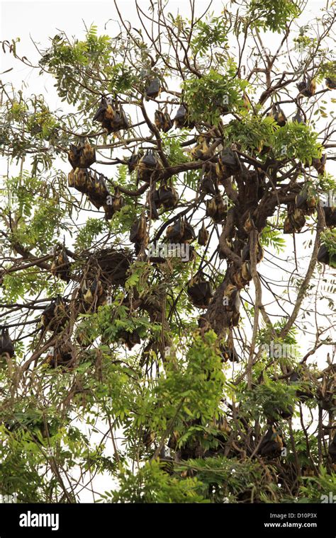 bat nest in tree