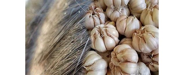 bawang putih cara menghilangkan kutu rambut