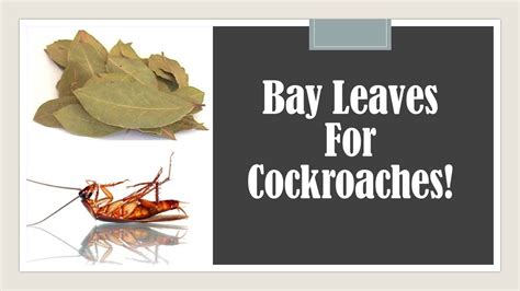 bay leaf for cockroach