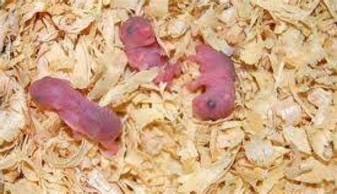 gambar bayi hamster baru lahir yang banyak mengeluarkan kotoran
