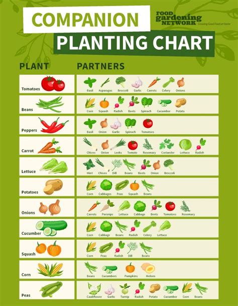 bean companion planting chart