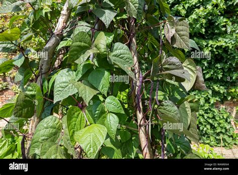 bean plant is a climber