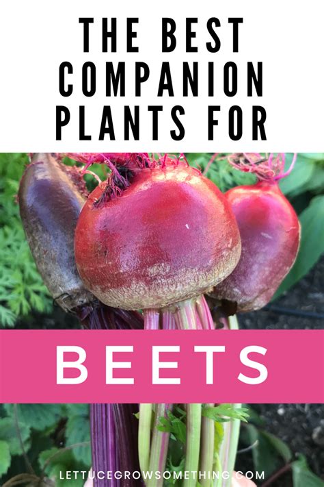 beans and beets companion planting