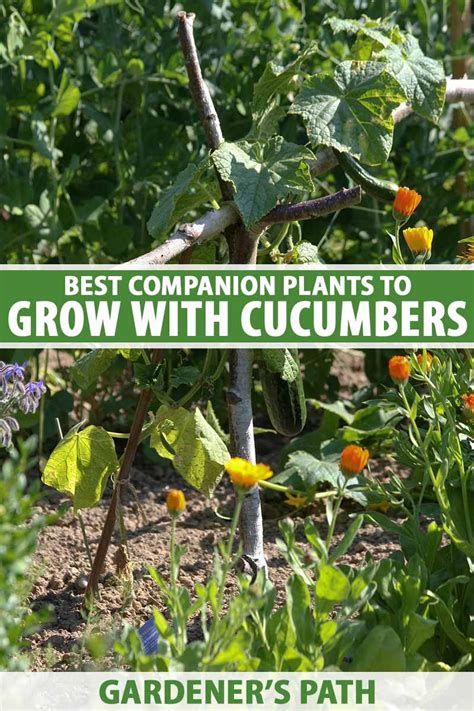 beans and cucumber companion planting
