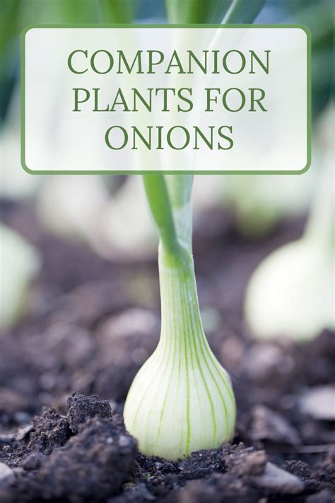 beans and onions companion planting