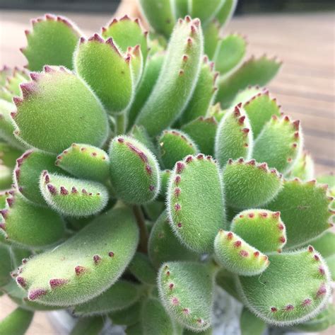 bear claw cactus