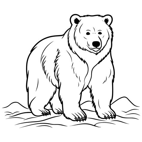 bear coloring