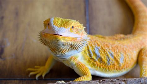 Bearded Dragon Colors Coloring Wallpapers Download Free Images Wallpaper [coloring876.blogspot.com]