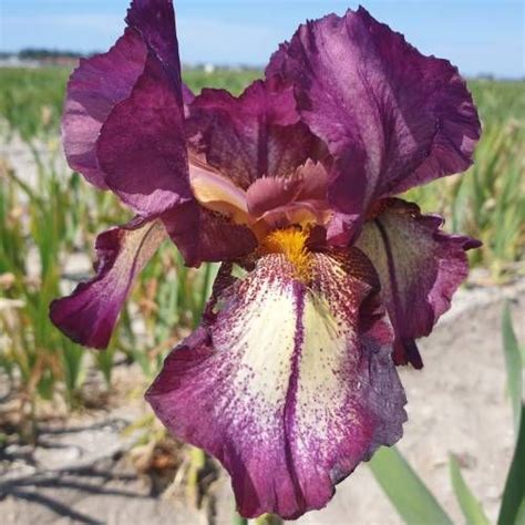bearded iris attention please