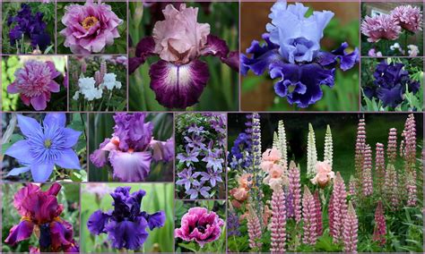 bearded iris companion plants