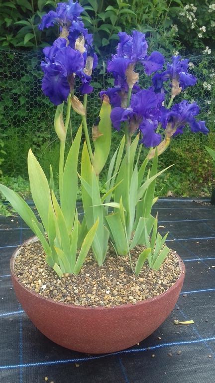 bearded iris in pots