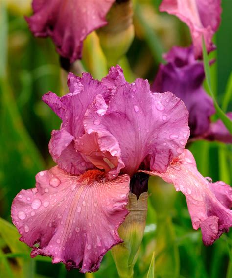 bearded lily