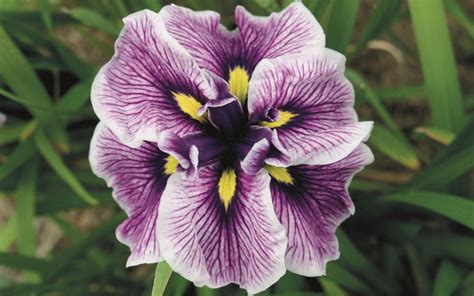beardless iris