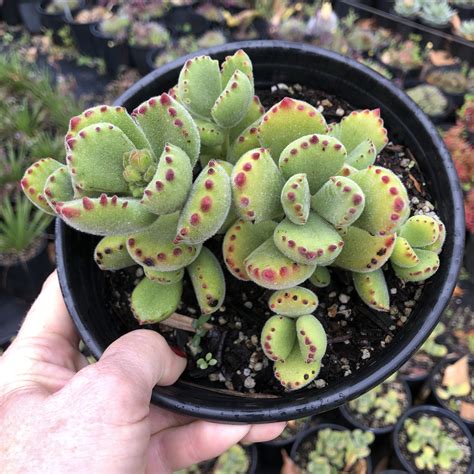 bearpaw cactus