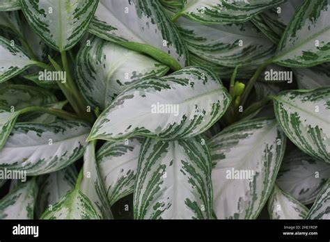 beautiful leafy plants