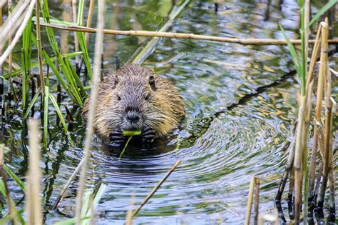 beaver control information