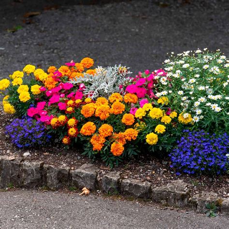 bedding plants for full sun