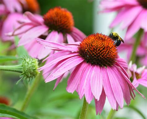 bee attracting plants