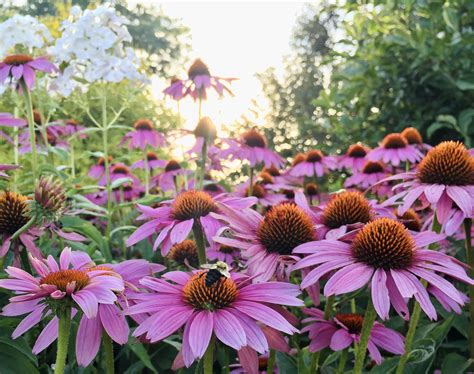 bee attracting plants