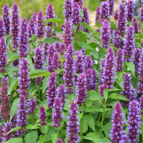 beelicious purple