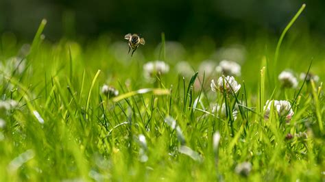 bees in grass