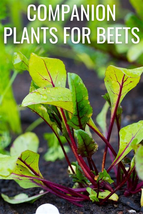 beetroot companion plants