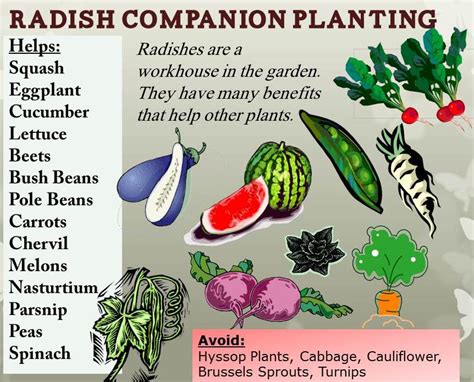 beets and radishes companion planting