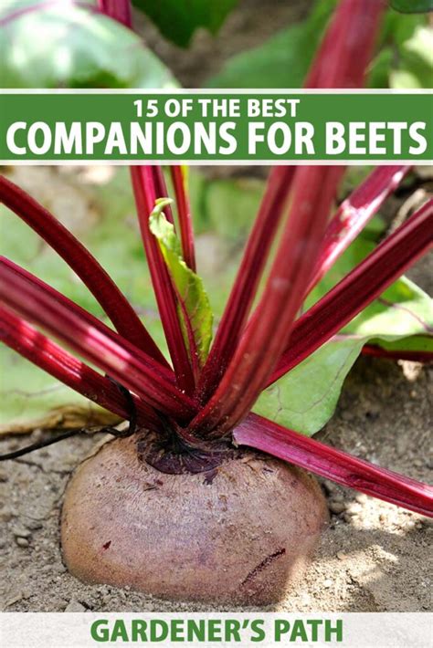 beets companion plants