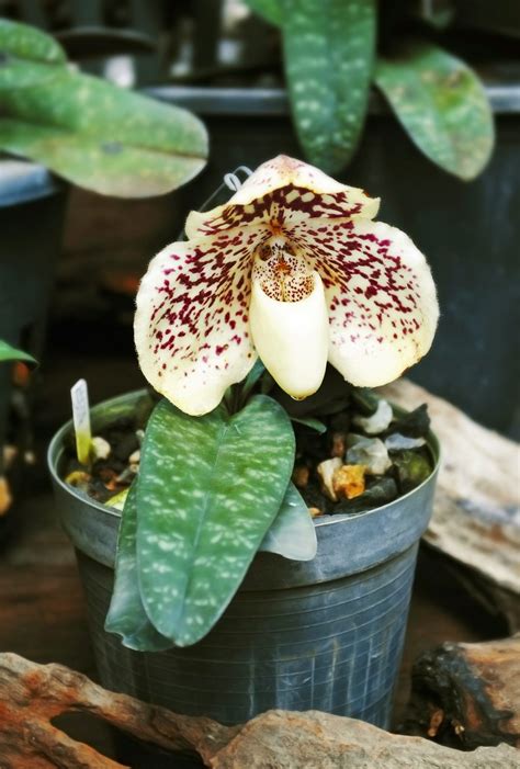 beginner orchids for kids