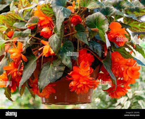 begonia bush