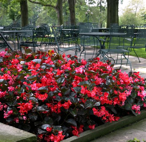 begonia garden