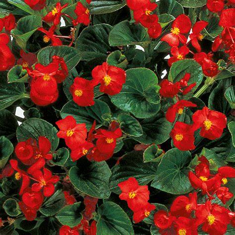 begonia inferno