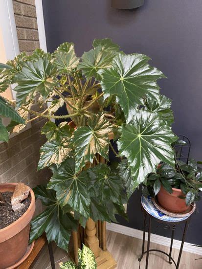 begonia large leaf