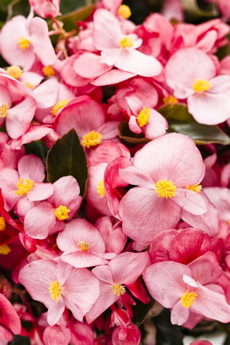 begonia surefire rose
