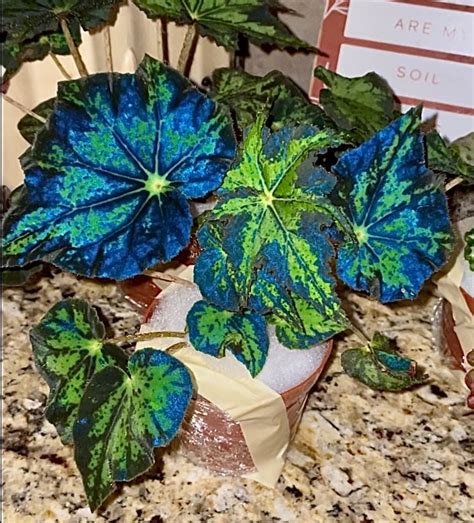 begonias blue