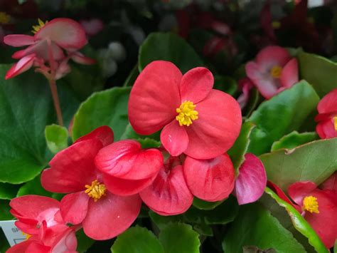 begonias red