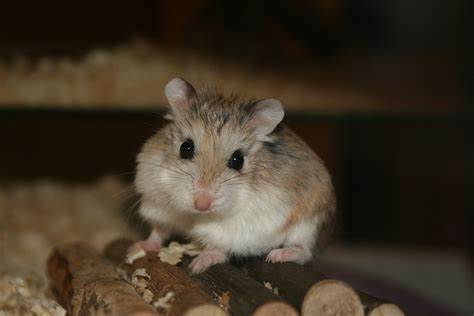 hamster sehat