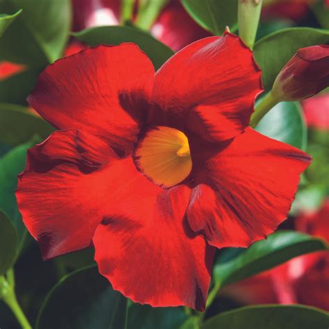 bella scarlet mandevilla