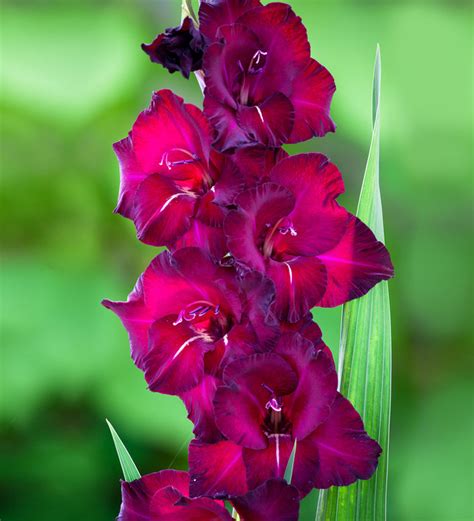 belle de nuit gladiolus