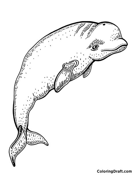 beluga whale coloring pages